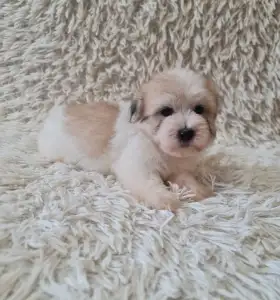 Coton de Tuléar - Toby