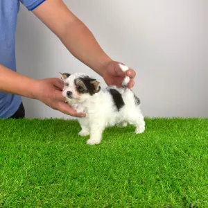 Biewer Terrier - Olina