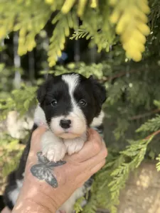 Border Collie - Bessy