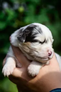 Berger australien - Winstead Nothing But Love