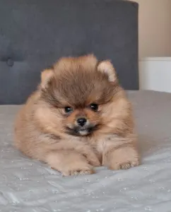 Pomeranian - Hugo