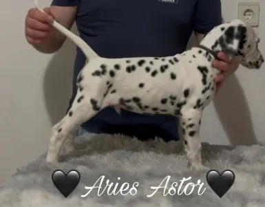 Dalmatian - Luxedots Dalmatians Aries Astor