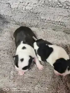 Boston Terrier - Bon-Bon