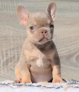 French Bulldog - Izy 