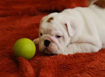 Angol bulldog - Rengőhegyi-ormán Liam 