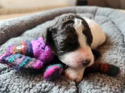 Lagotto Romagnolo - Casanova