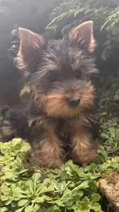 Terrier australien à poil soyeux - Dirké