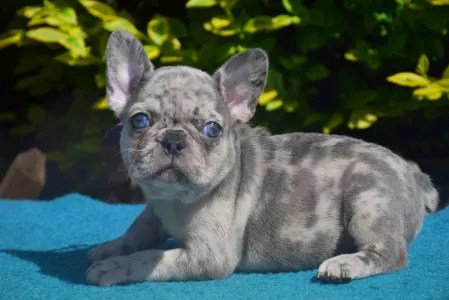 Francouzský buldoček - Francia Bulldog 