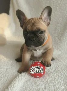 Bulldog francez - Ella