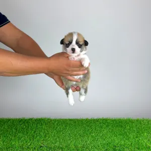Welsh Corgi Pembroke - Barbarella