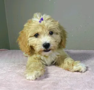 Maltipoo - Gabor