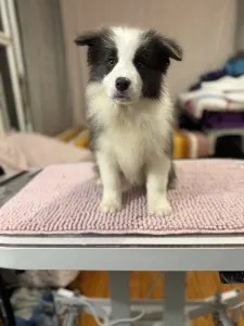 Border Collie - Fading Blue