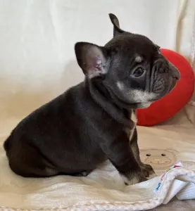 Francouzský buldoček - Hádész