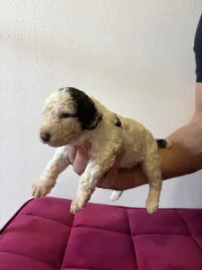 Spanyol vízikutya - Badolf