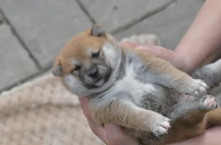 Shiba - Bravados F
