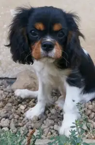 Cavalier King Charles spániel - Jadie