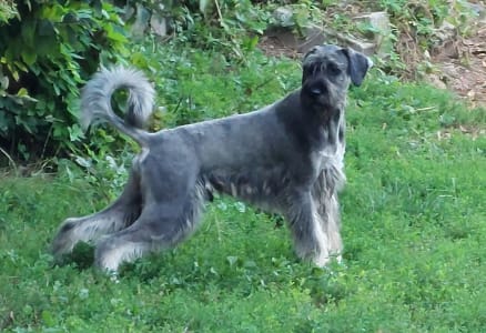 Giant Schnauzer - Cooper