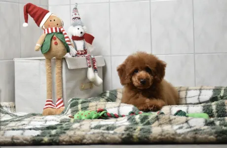 Zwergpudel - Bravados Azur