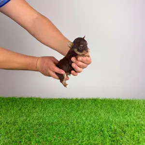 Yorkshire Terrier - Menos