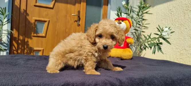 Caniche Toy - Teddy