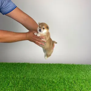 Shiba Inu - Vana