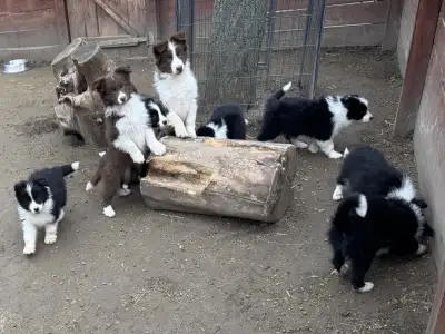 Border Collie - Sio-Bella