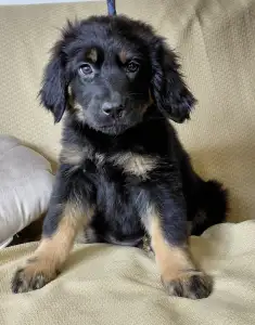 Hovawart - Buda Side Carmen Christmas 