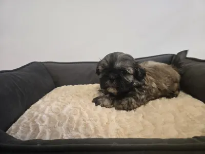 Shih Tzu - Dora