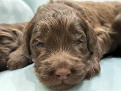 Labradoodle - Derton Australian Labradoodle 