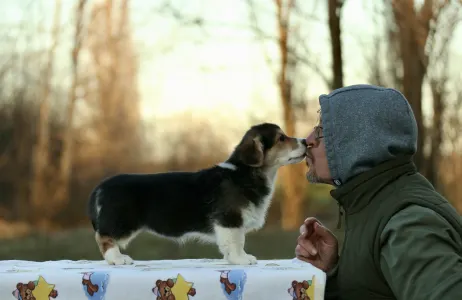 Welsh Corgi Pembroke - Selena The Moonligh From Farm Of Happy Dogs