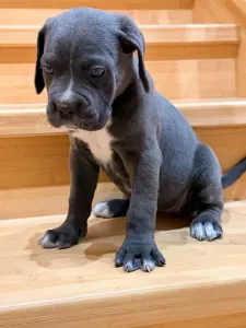 Cane Corso - Ticia