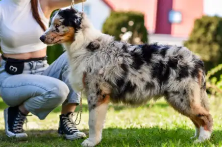 Australský ovčák - Cezar