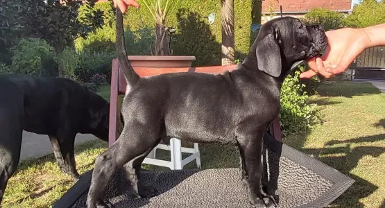 Cane Corso - Caesar’s Guardians