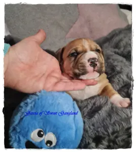 American Staffordshire Terrier - Garcia Of Sweet Gangland