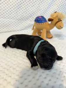 Portugalský vodní pes - Bodie