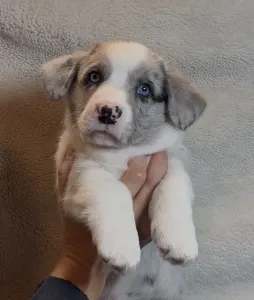 Вельш-корги кардиган - Augustus Ebonit Exclusive