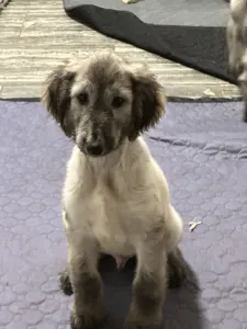 Afghan Hound - Xanum