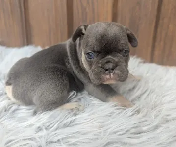 Bulldog francese - Greta