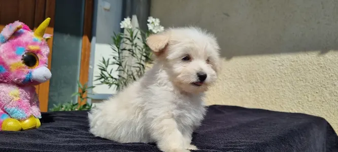 Maltipoo - Hope