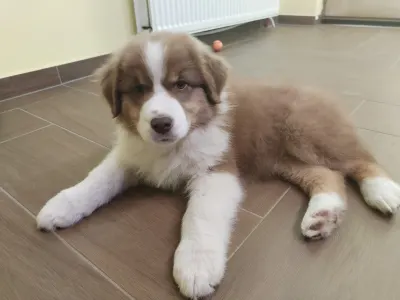 Berger australien - Caramel Frappe 