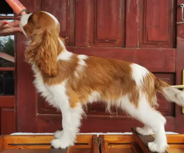 Cavalier King Charles spániel - Danny 
