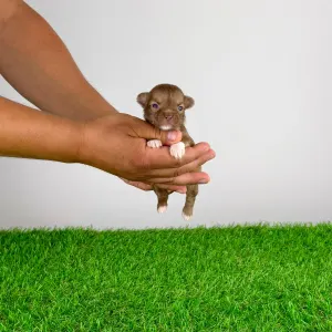 Chihuahua - Kyra
