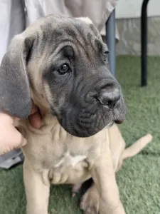 Cane Corso Italiano - Bust