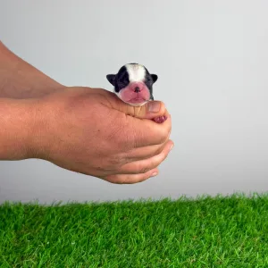 Boston Terrier - Hans