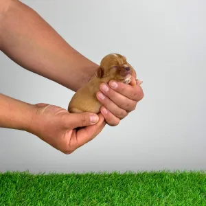 Кавалер кинг-чарльз-спаниель - Liane