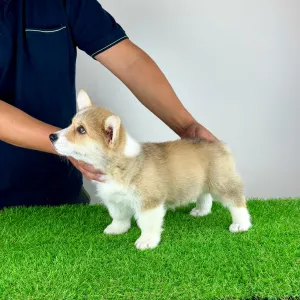 Welsh corgi pembroke - Cosima