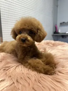 Poodle Toy - Prada Pupett