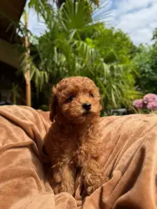 Poodle Miniature - Erik