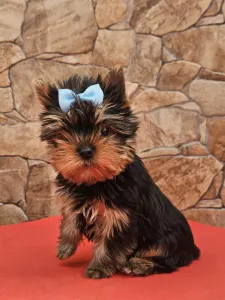 Yorkshire Terrier - Beni