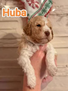 Lagotto Romagnolo - Best Hun-ter World Huba